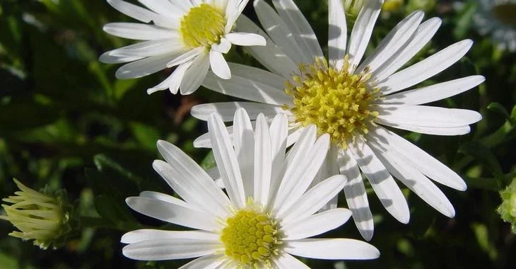 Aster ageratoides 'Ashvi'