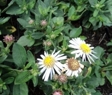 Aster ageratoides 'Asmo'