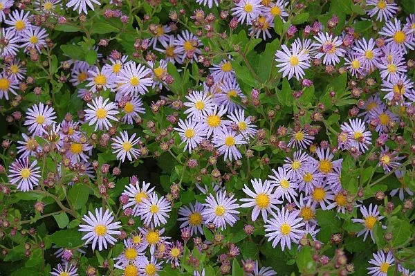 Aster ageratoides 'Asran'