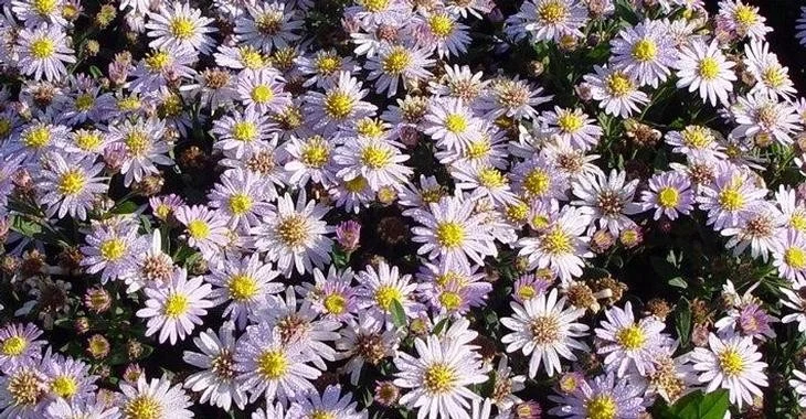 Aster ageratoides 'Stardust'