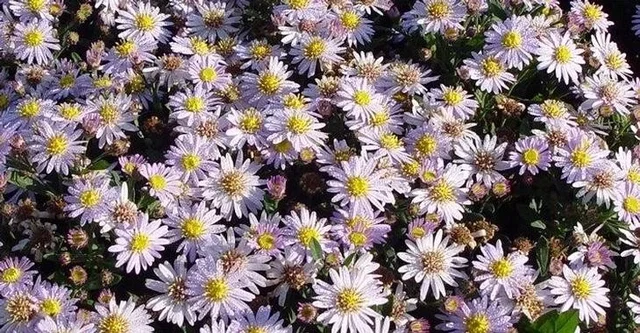 Aster ageratoides 'Stardust'