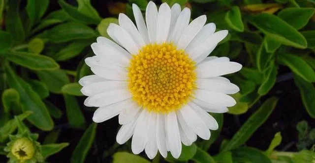 Aster alpinus 'Albus'