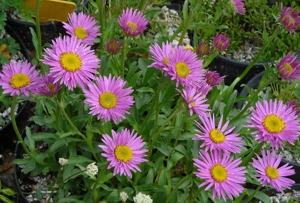 Aster alpinus 'Happy End'