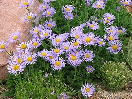 Aster alpinus