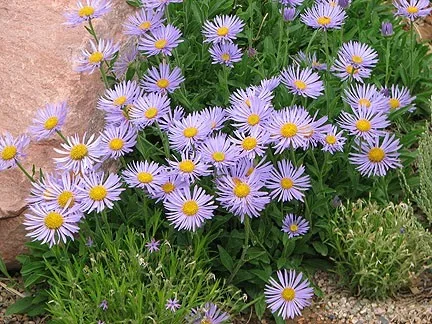 Aster alpinus