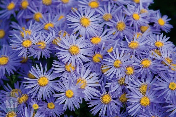 Aster amellus 'Rudolf Goethe'