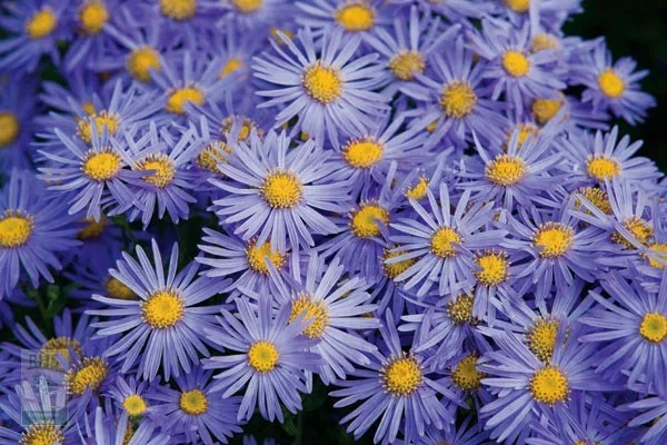 Aster amellus 'Rudolf Goethe'