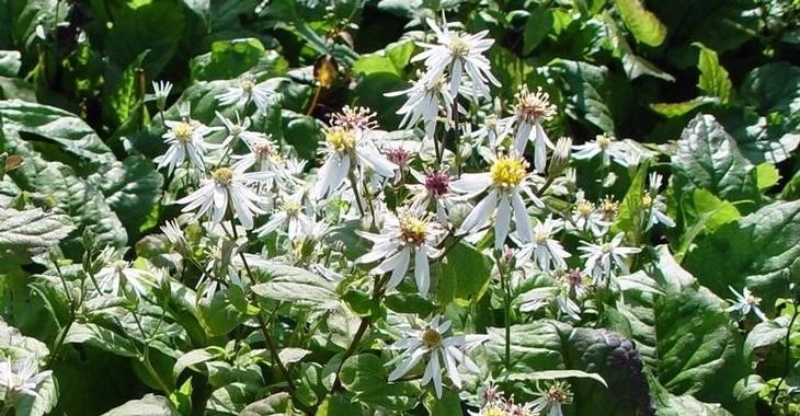 Aster divaricatus