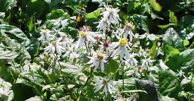 Aster divaricatus