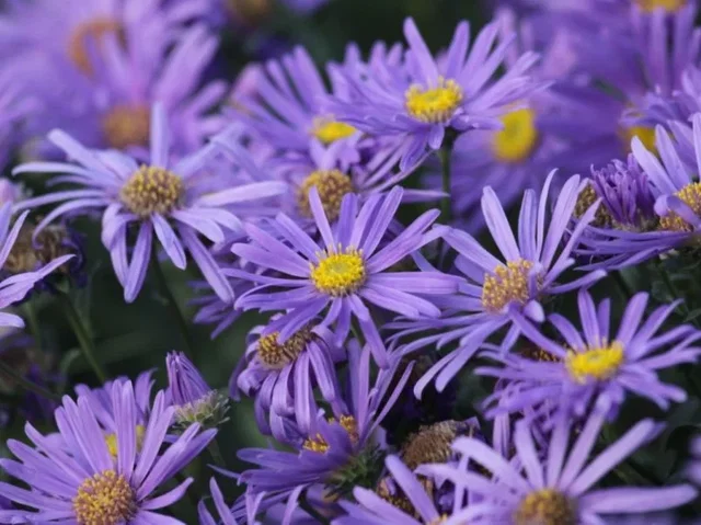 Aster frikartii 'Jungfrau'