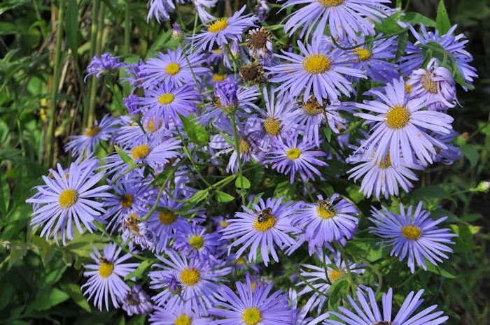 Aster frikartii 'Mönch'