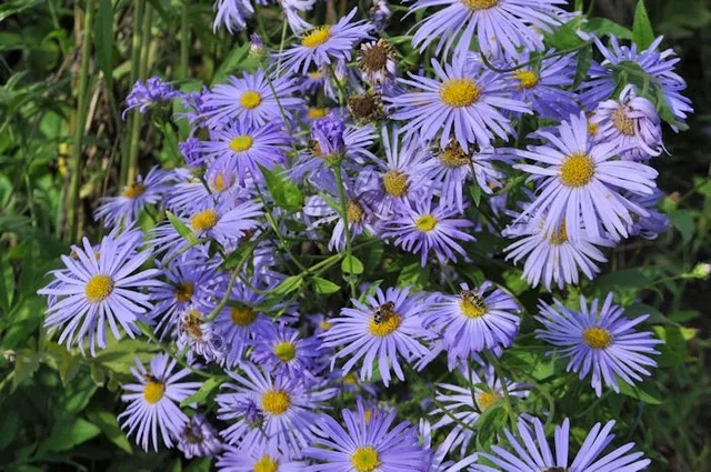 Aster frikartii 'Mönch'