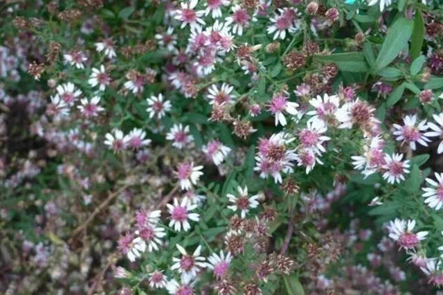 Aster l. 'Horizontalis'