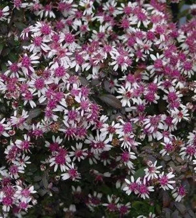 Aster l. 'Lady in Black'