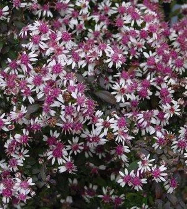 Aster l. 'Lady in Black'