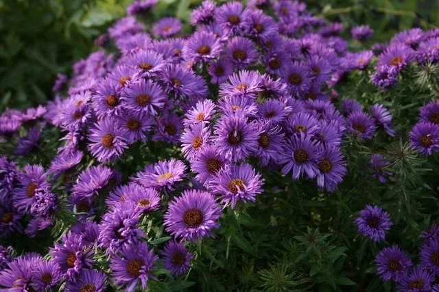 Aster n.-a. 'Purple Dome'