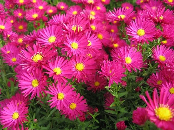Aster n.-b. 'Crimson Brocade'