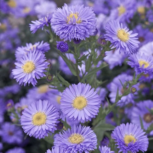 Aster n.-b. 'Marie Ballard'