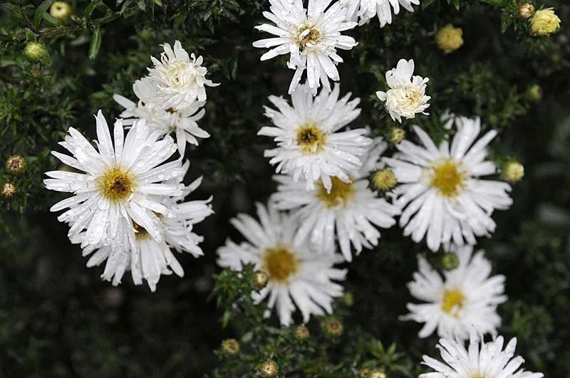 Aster n.-b. 'White Ladies'