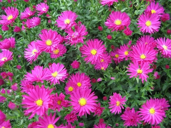 Aster n.-b. 'Winston Churchill'