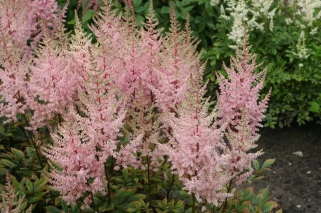 Astilbe (A) 'Erika'