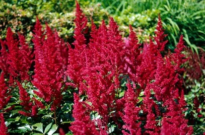 Astilbe (A) 'Fanal'