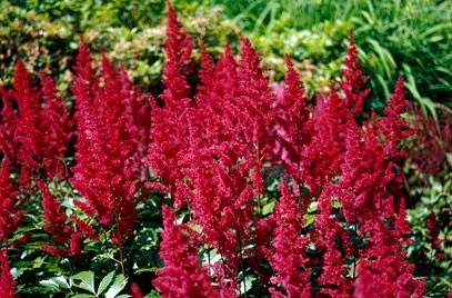 Astilbe (A) 'Fanal' Astilbe (A) 'Fanal'