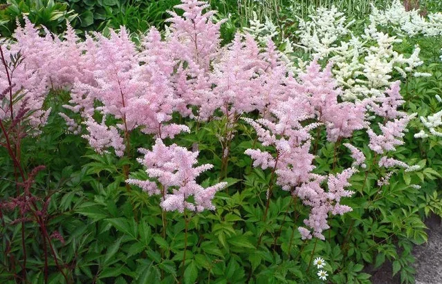 Astilbe (J) 'Europa'