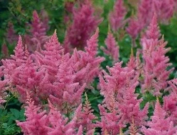 Astilbe (J) 'Mainz'