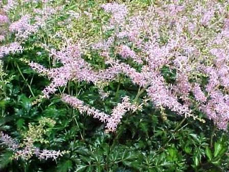 Astilbe (S) 'Sprite'