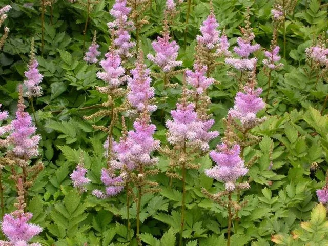 Astilbe chinens. 'Pumila'