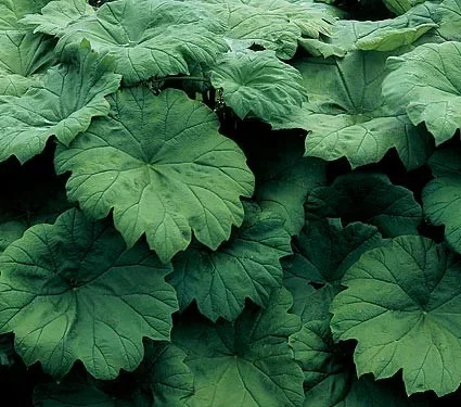 Astilboides tabularis Astilboides tabularis