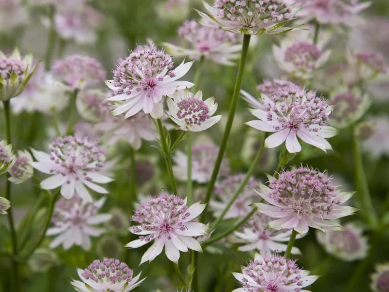 Astrantia 'Buckland'