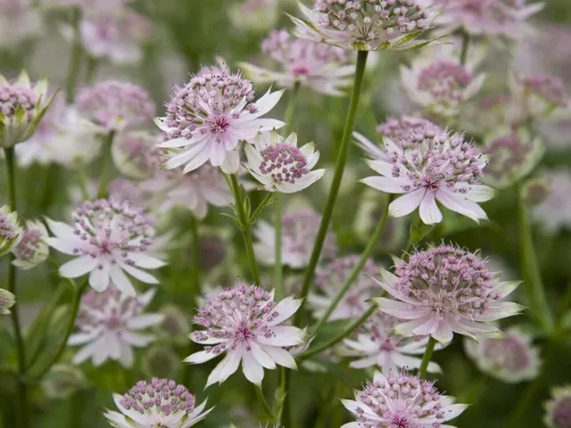 Astrantia 'Buckland'