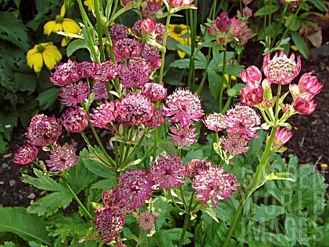 Astrantia maj. 'Lars'