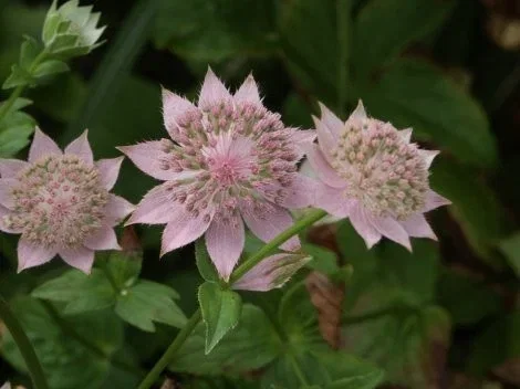 Astrantia maj. 'Rosea'