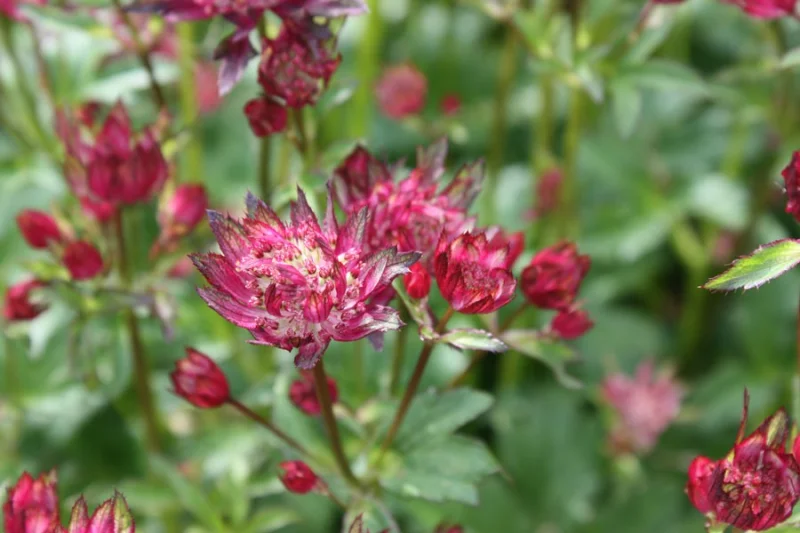 Astrantia maj. 'Rubra'
