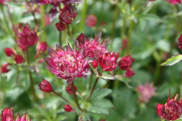 Astrantia maj. 'Rubra'