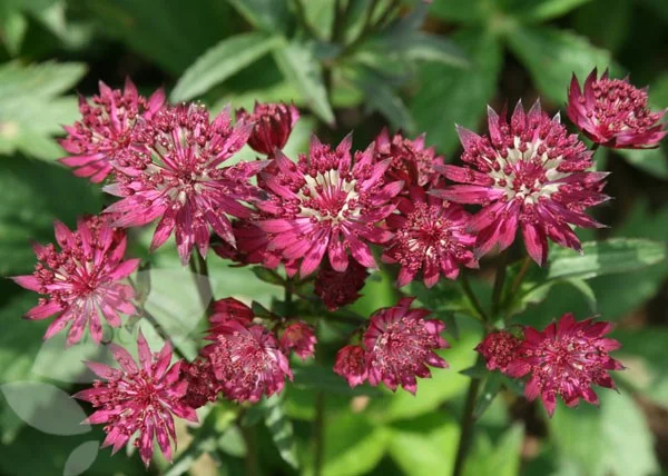 Astrantia maj. 'Ruby Wedding'