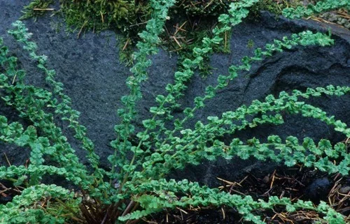 Athyrium f.-f. 'Frizelliae'