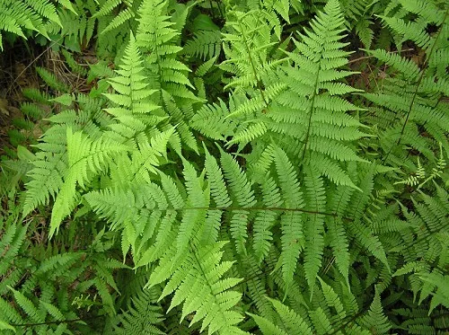 Athyrium filix-femina