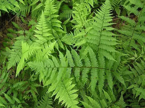 Athyrium filix-femina