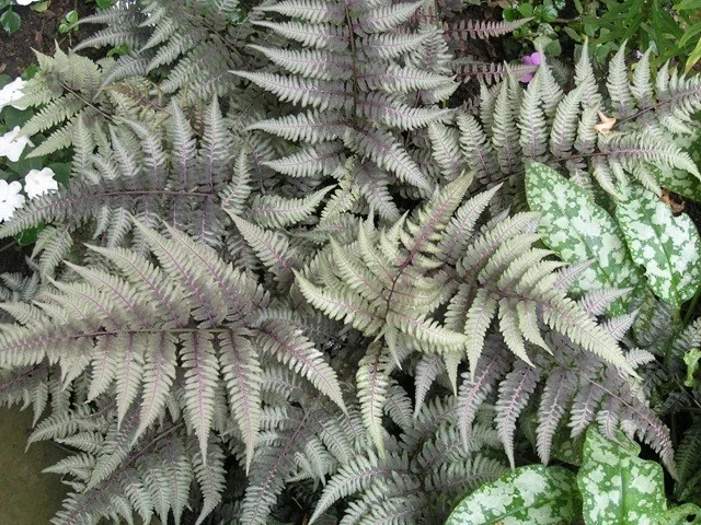 Athyrium nip. 'Pictum'
