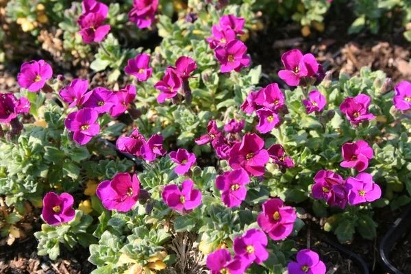 Aubrieta 'Bressingham Red' Aubrieta 'Bressingham Red'