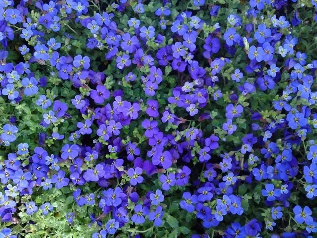 Aubrieta 'Hamburger Stadtpark' Aubrieta 'Hamburger Stadtpark'