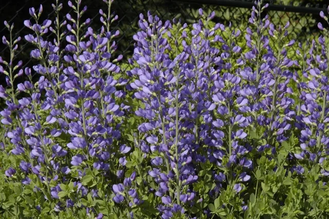 Baptisia australis Baptisia australis
