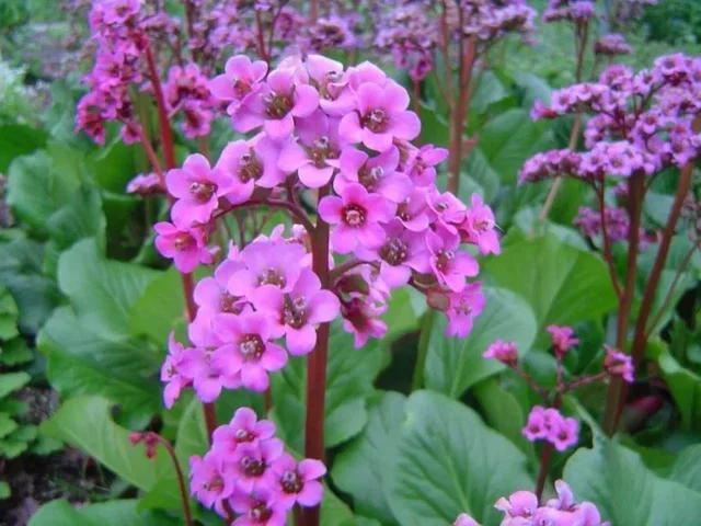 Bergenia 'Abendglut'