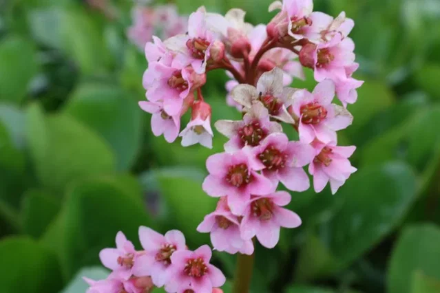 Bergenia 'Baby Doll'