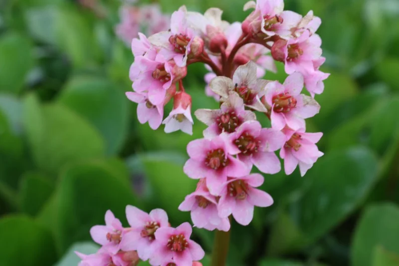 Bergenia 'Baby Doll'