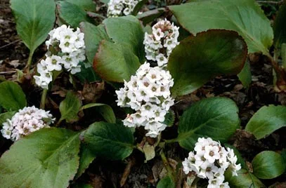 Bergenia 'Bressingham White'